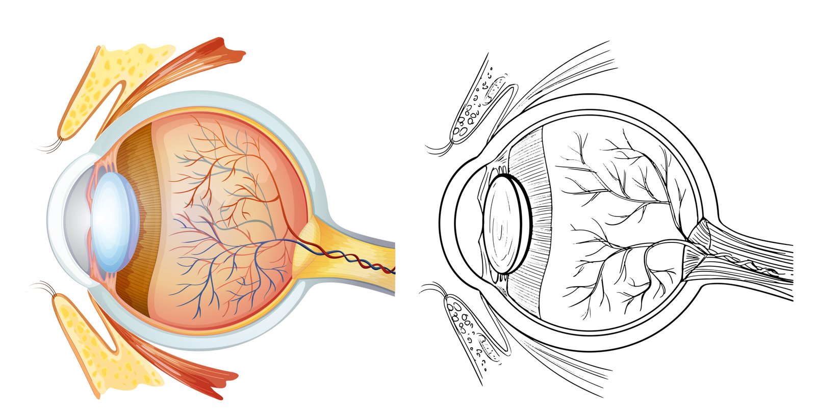 Ophthalmology in Bangalore Corneal-Transplants-in-Bangalore