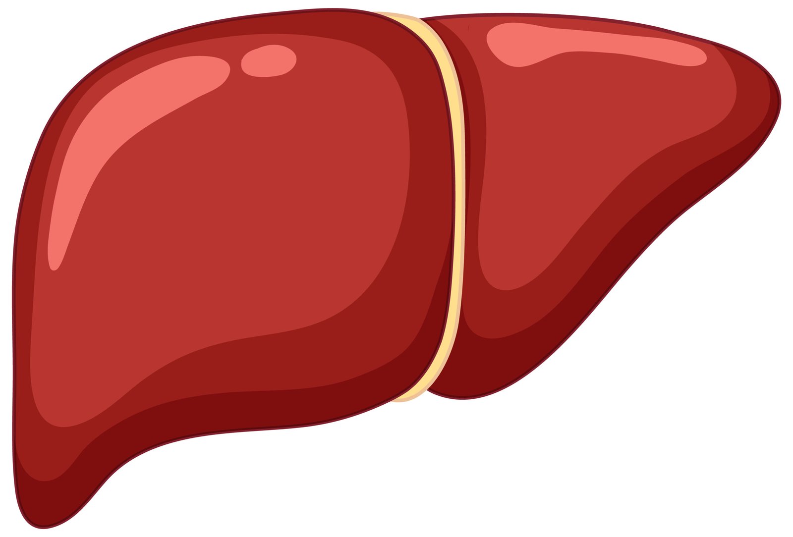 Organ Transplant in Bangalore healthy liver on white background