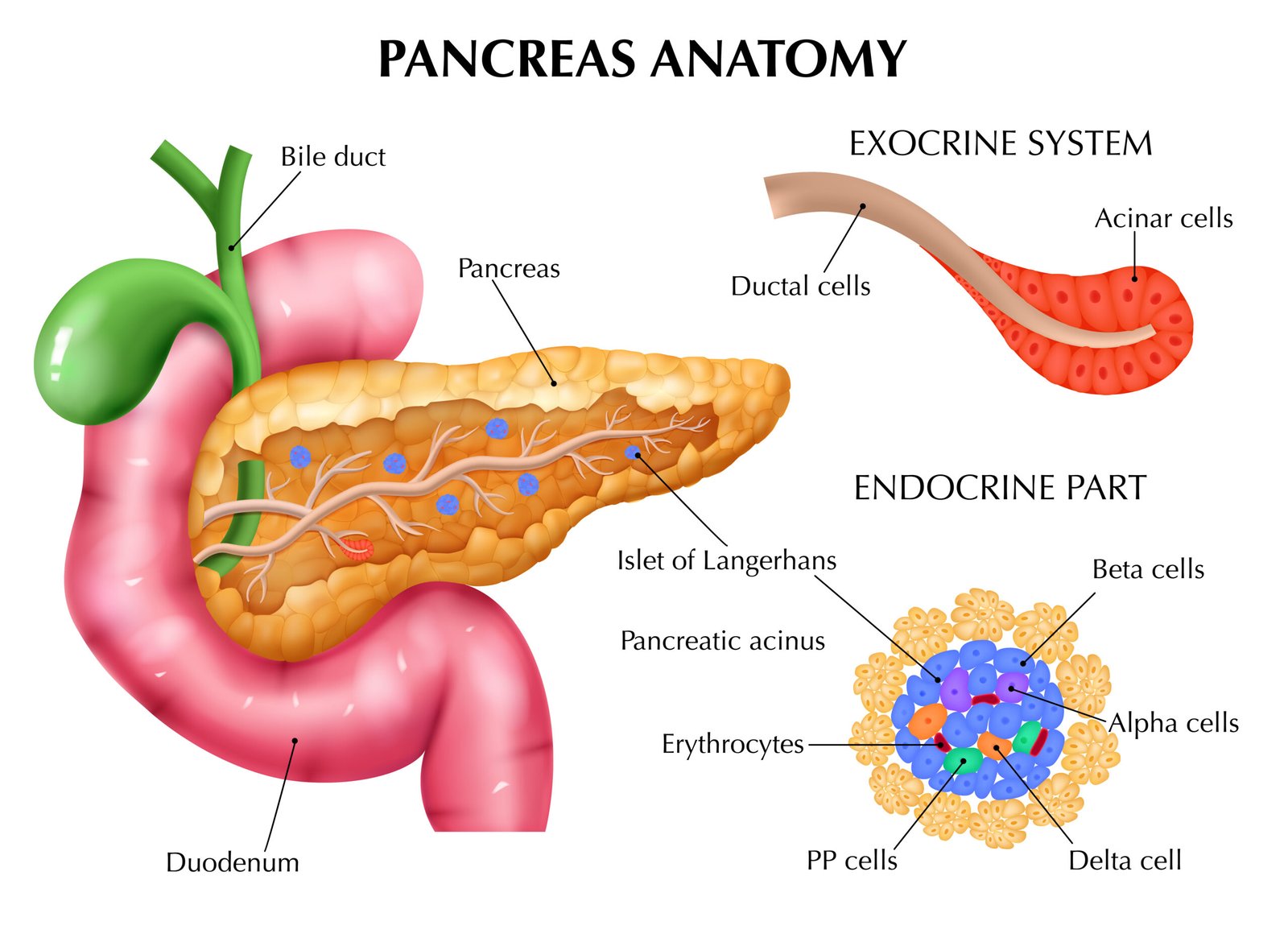 Organ Transplant in Bangalore anatomy of pancreas infographics